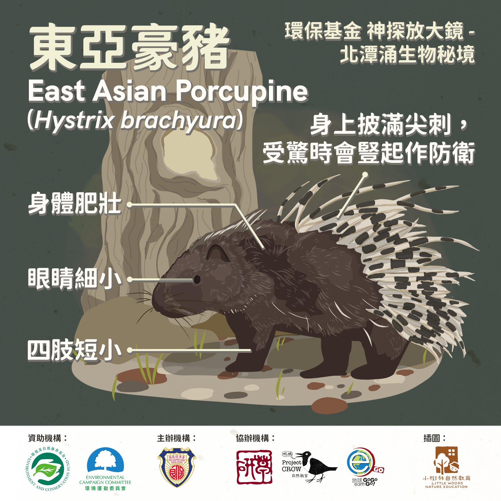 East Asian Porcupine